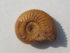 Parkinsonia parkinsoni - Dogger - Sengenthal - Ammonite - Old Collection