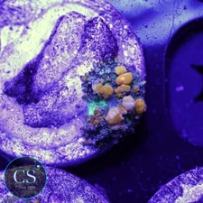 CS SUNKIST BOUNCE MUSHROOM - WYSIWYG LIVE CORAL