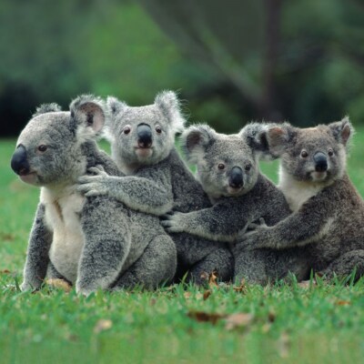 Koala Familie Tierwelt fotografische Oberfläche leere Grußkarte für alle Anlässe