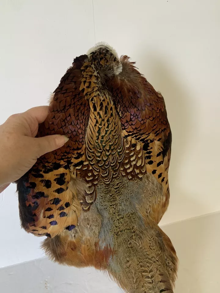 Ringneck Pheasant Feathers Pelt Hide Specimen Colorful Victorian Wall Decor - Image 4 of 4