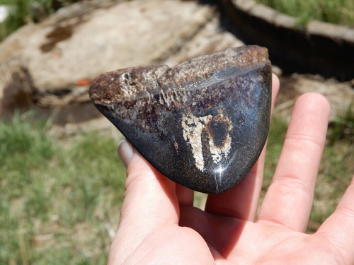 BEAUTIFUL 4 1/2 INCH SHARK TOOTH WITH A UNIQUE BLADE - Picture 10 of 13