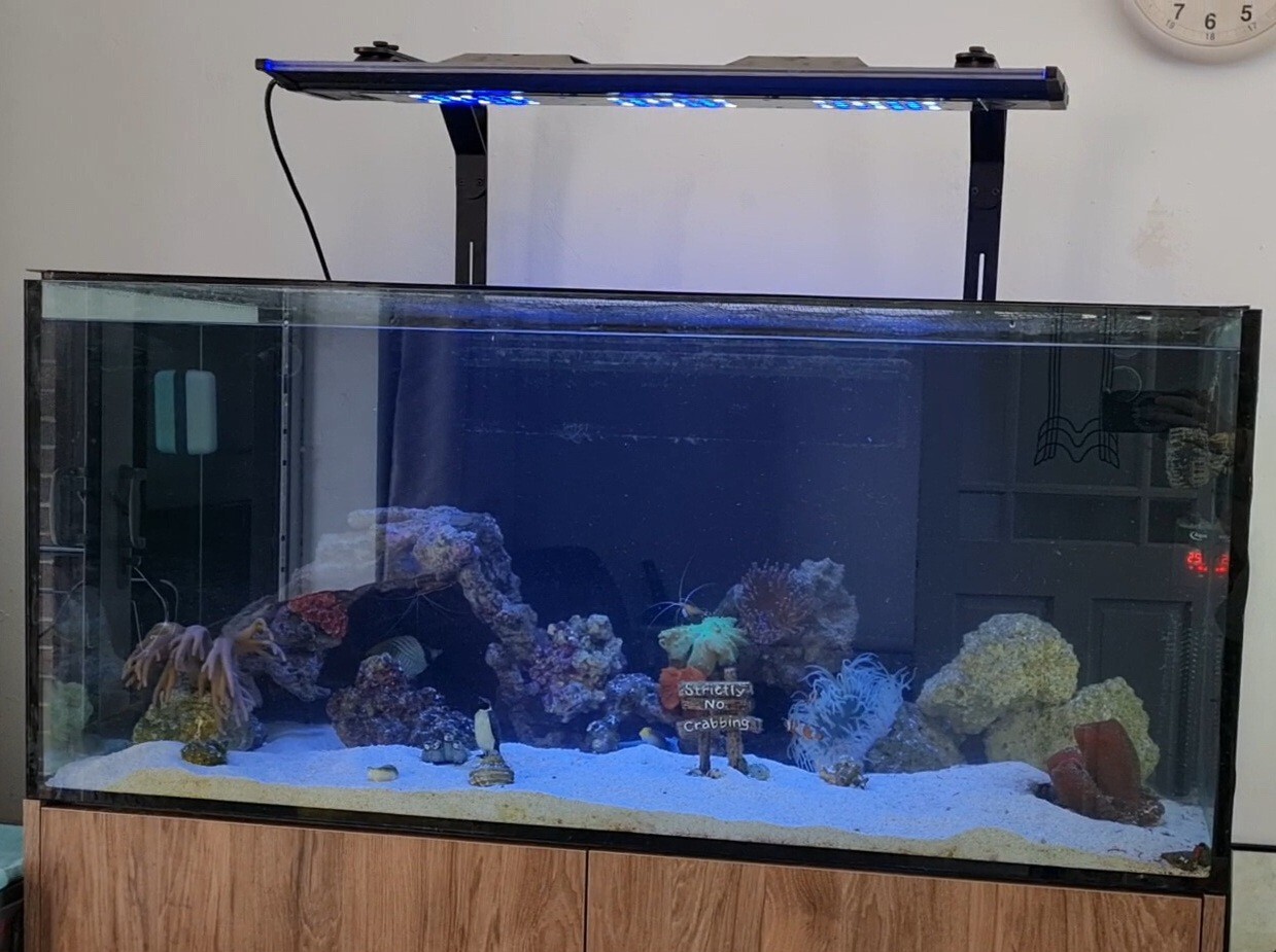 aquamarin pro 1200 marine aquarium complete setup, stock, 288 Litres