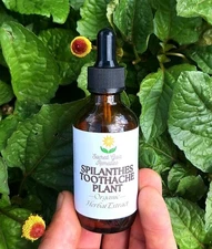 Spilanthes (Acmella Oleracea) Tincture, Organic Fresh Liquid Extract, Toothache
