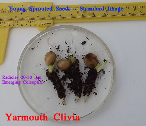 Clivia Sprouted Seed- Orange x Bronze - Picture 3 of 3