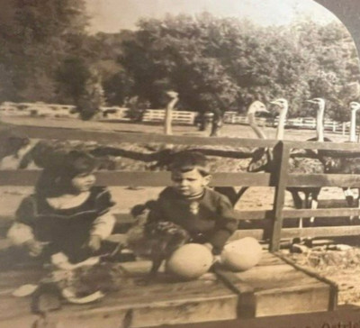 Cawston Ostrich Farm CA Chicks Hatch Eggs c1920s Keystone 13528 Stereoview SA3