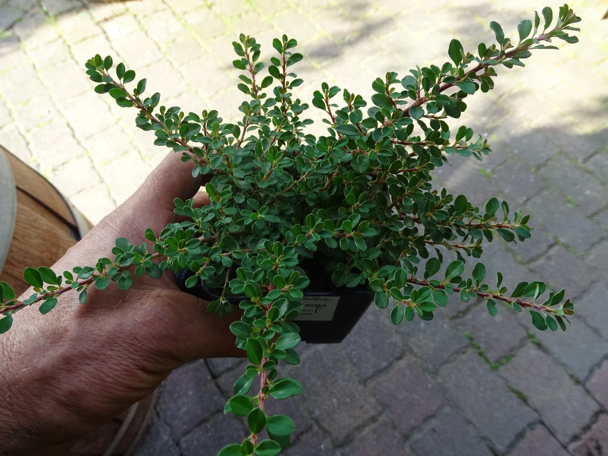 Zwergmispel in Bonsai-Bume online kaufen | eBay.de