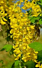 GOLDEN CHAIN TREE 50 SEEDS, HARDY, FAST GROWING TREE. LABURNUM ANAGYROIDES