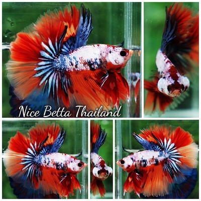 Betta fish Multicolor Grey Firer Sky Hawk (OHM)  - By Nice Betta Thailand