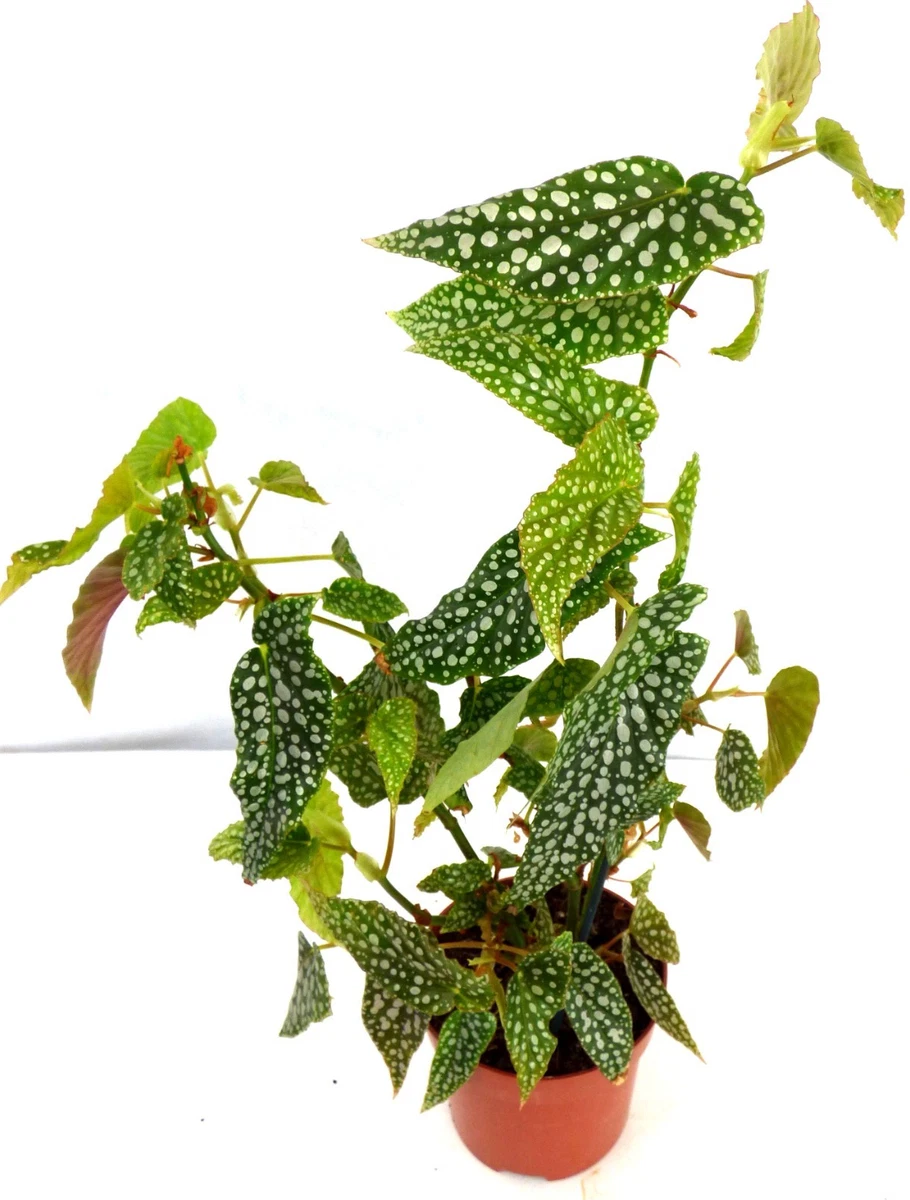 Immergrne Pflanzen, Bume & Strucher Begonia Zimmerpflanzen online kaufen  | eBay.de