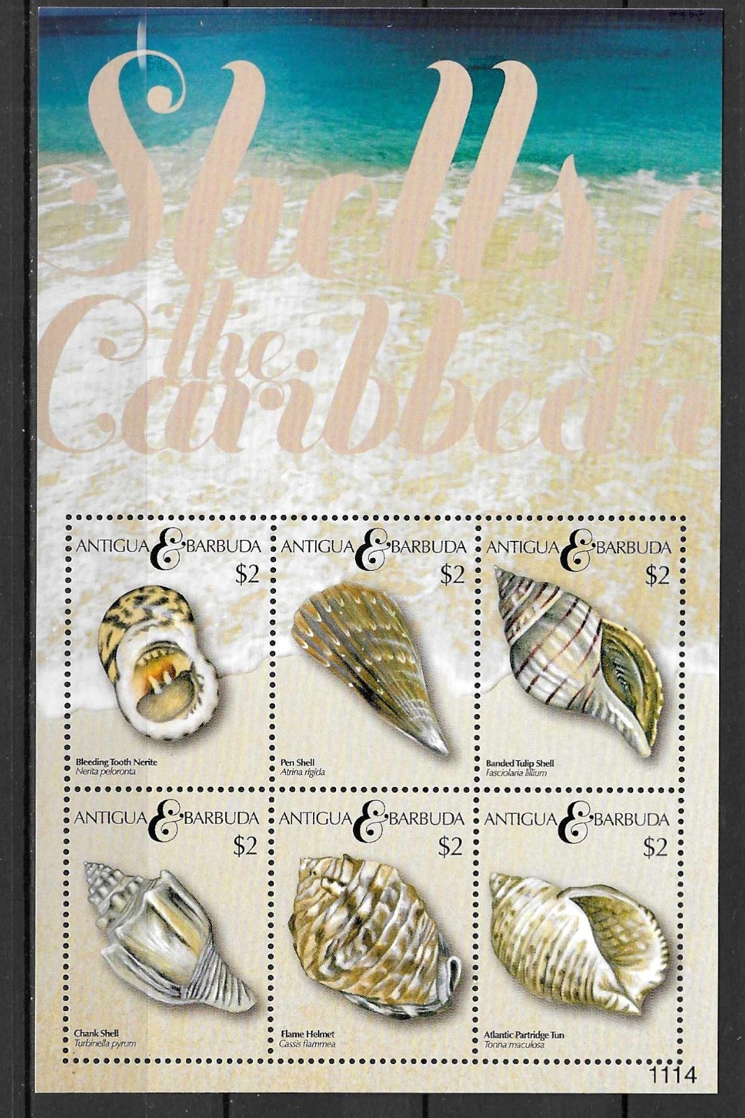 Counch Shell Fish Antigua Barbuda 2011 Fauna Wildlife Marinelife Fisch Fish Shells compl ...