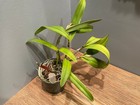 Slc. Mojo `The Bob' Original Division Compact Cattleya Orchid Plant — photo 2