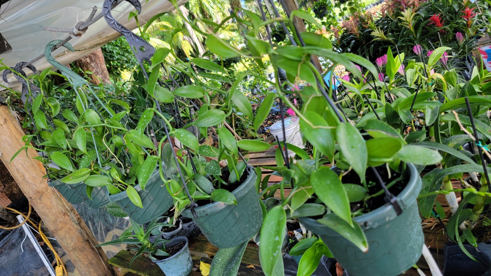 Vanilla Bean Orchid Live Plant10 Inches Rooted Stem Falak Tayyeb