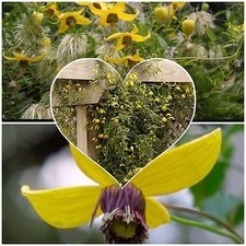 CLEMATIS Helios, Yellow flowers fast growing! Hardy climber vine, Wildlife bee