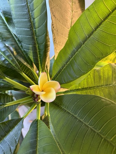Plumeria Rubra Frangipani plants. All UK grown from seeds, not from cuttings - Picture 21 of 24