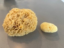 Premium Wool Sea Spong  1 small silk sea sponge as a gift
