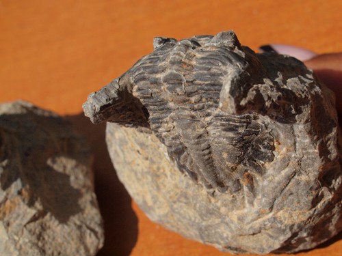 TRILOBITE Collection Hollardops Mesocristata + 3 More 393 Million Yrs. Old - Picture 4 of 6