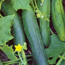 Marketmore 80 Cucumber Seeds - 30 Seeds