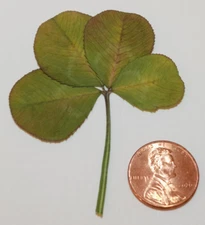 4 leaf clover - real, dried, and pressed - Trifolium repens