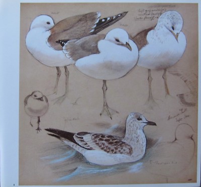BEAUTIFUL VINTAGE TUNNICLIFFE BIRD PRINT ~ COMMON GULL ON ISLAND OF IONA 