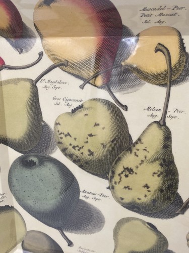 NEW John Derian Target LARGE SERVING TRAY 🍐 PEARS 🍐 Melamine Fall Autumn Fruit - Picture 13 of 15