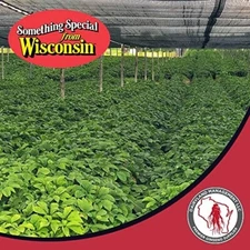 1000 Stratified American Ginseng Seeds. Grow your own Wild Ginseng Roots