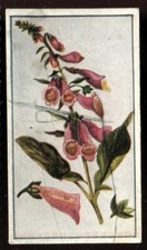 Tobacco Card, E Robinson, WILD FLOWERS, 1915, The Foxglove, #2