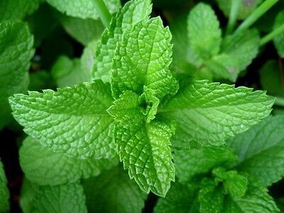 Peppermint 4000 SEEDS MENTHA PIPERITA PERENNIAL HERB