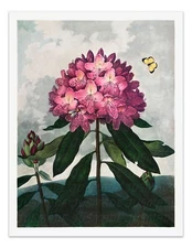 THE PONTIC RHODODENDRON Temple of Flora Botanical Print - Vintage Wall Decor