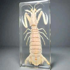 Large Mantis Shrimp in Resin, Oratosquilla Oratoria, Oddities, Curiosities