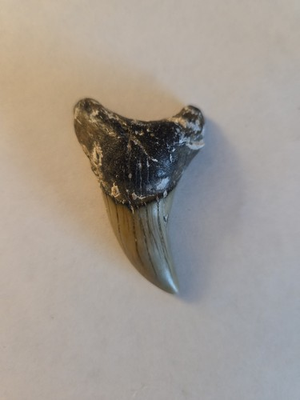 #ad Benedini Giant Shark Fossil Tooth 2.25 Inches 2.6 15 Million Years Years Old $200.00