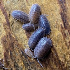 30ct PORCELLIO DILATATUS GIANT CANYON Isopod CleanupCrew Bioactive 2 day UPS