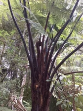 Cyathea medullaris | Black Tree Fern | 100 Spores