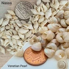 Small Spiral Shells Tiny White Craft Shells Beach Wedding Confetti Art Crafts