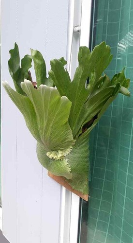 Platycerium Wandae 3000 - 4000 spore Staghorn Fern + Phytosanitary Certificate - Picture 4 of 5