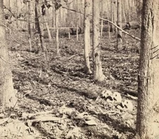 Union Federal Dead  Battle Of The Wilderness, Va  Us Civil War 8x10 Picture Cele