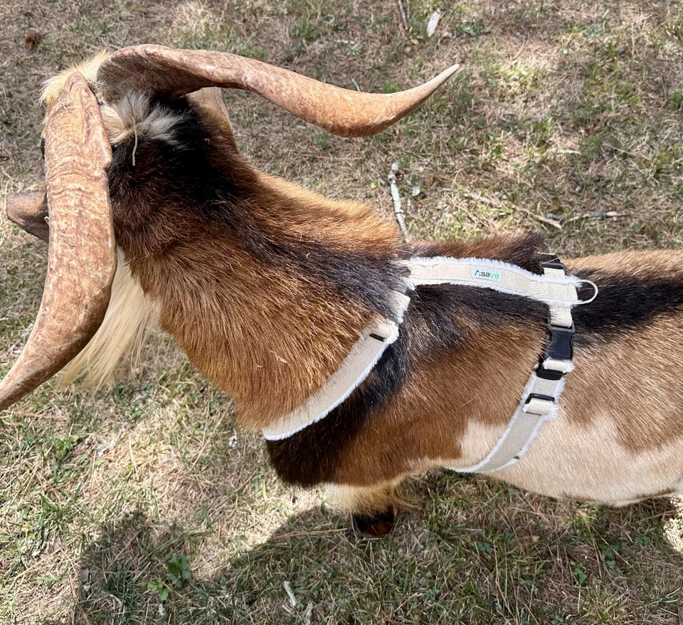 Arnés de cabra oveja | Forrado de vellón | Pequeño a X-grande Foto 3 de 3