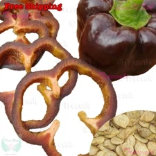 Pepper Seeds | Sweet Chocolate Bell Pepper / Chocolate Beauty Bell Pepper SEEDS