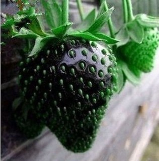 Giant Black Strawberry Seeds Old Fashioned Taste Juicy Fruit Seed Free Aust Post