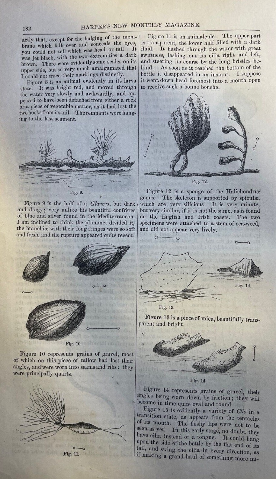 1864 Soundings Undersea Plant Life Illustrations