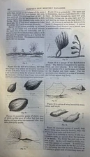 1864 Soundings Undersea Plant Life Illustrations