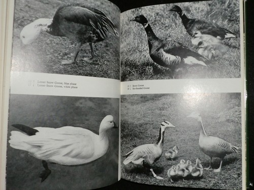 SIGNED; Ornamental Waterfowl by Hartmut Kolbe (1979-1st) Birds, Ornithology - Picture 9 of 13