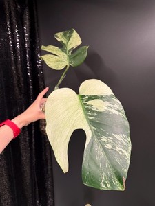 Monstera Full Mint | eBay