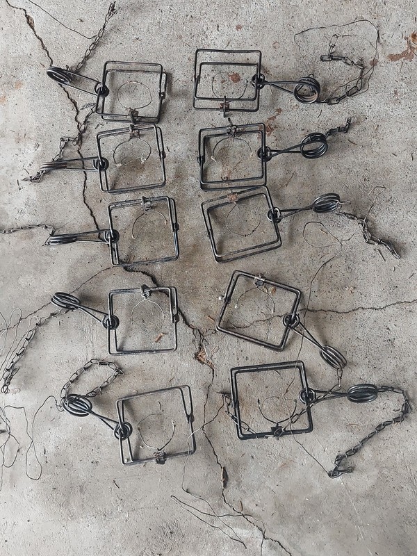 LOT  10 TRAPS VICTOR 110 CONIBEARS w MODIFIED TRIGGERS &  CHAINS, WORKING