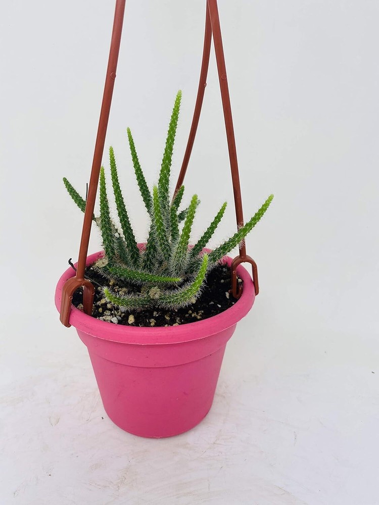 Rare Rat Tail Cactus Live Plant Easy Care Indoor 4 Inch Hanging Basket Pot