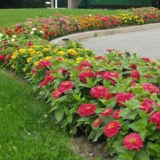 100 Magellan Mix Zinnia Seeds for Garden Planting - USA - FREE SHIPPING 