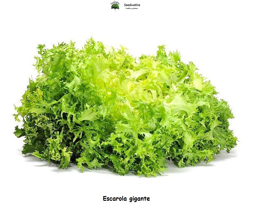 Escarola gigante - 3000 semillas - seeds - Saatgut - Graines -...