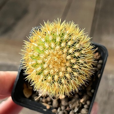 A17-32 Uebelmannia pectinifera v. flavispina RNK65, NW from Borao, grafted