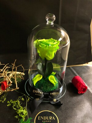 Belle Beatuy von Endura Rosen 100% natürlich konserviert haltbar