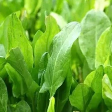 600+ LARGE LEAF SORREL SEEDS (Rumex acetosa) hardy perennial Herb USA