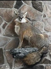 Grey Fox Taxidermy Full Body Mount Cabin Camp Man Cave Home Office Den Decor NEW